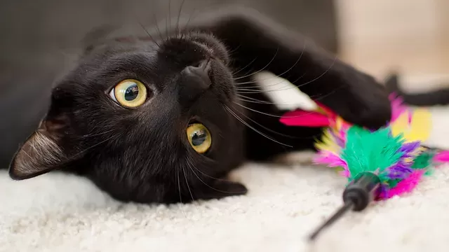 Benefits of Interactive Toys for your Cat