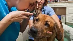 Hematoma in Dogs