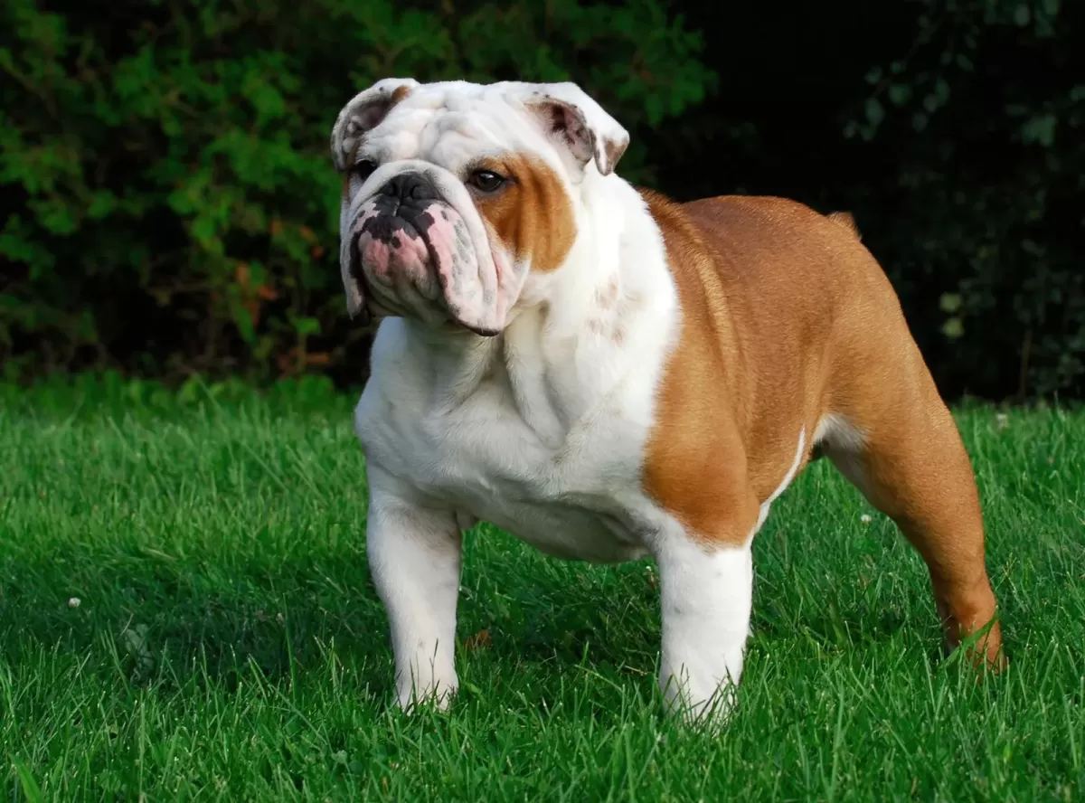 Bulldogs