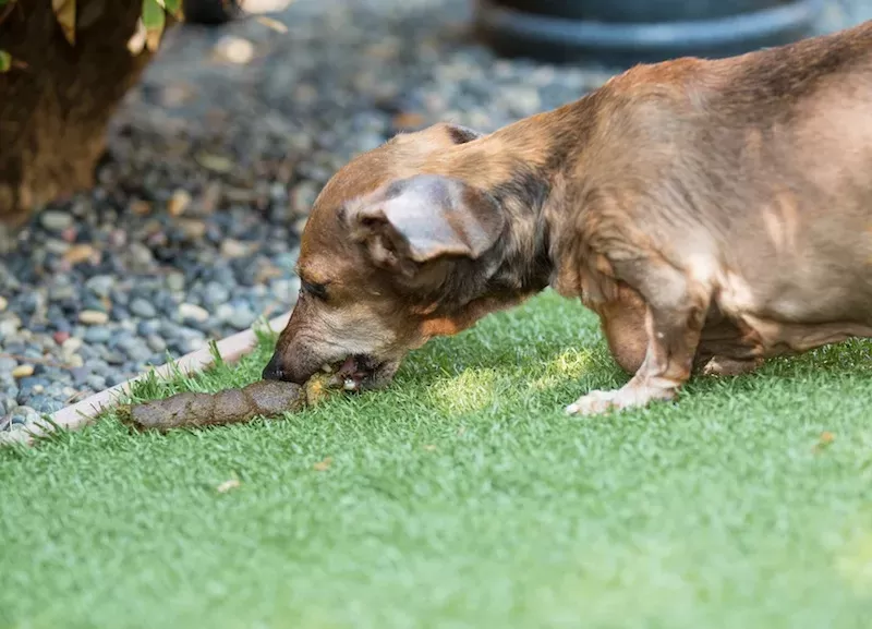 Köpekler Neden Kaka Yer?