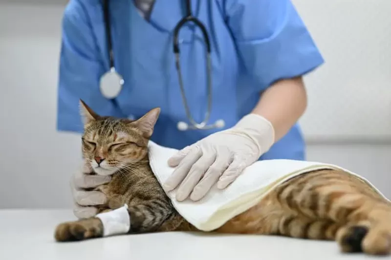 What Vaccines Do Cats Need