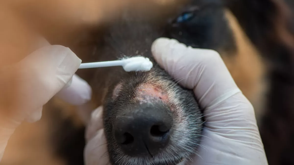 Dogs applying ointment