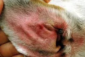 Ear Infections In Dogs - Bothell Pet Hospital