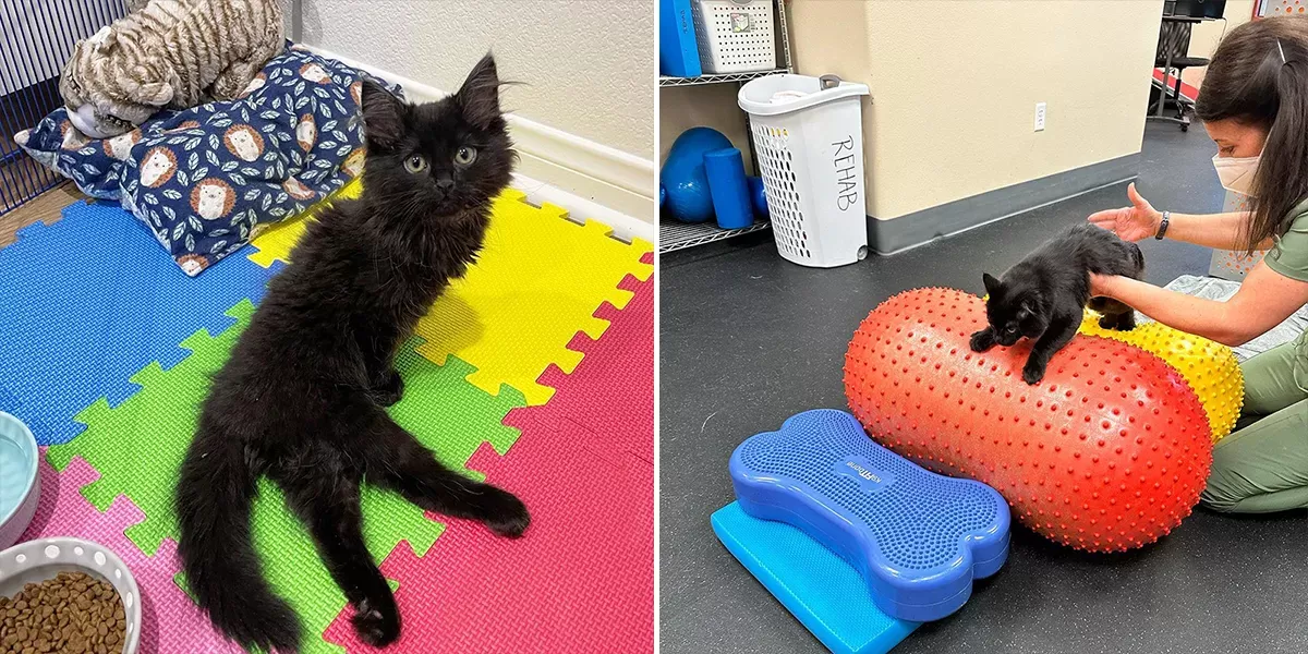 Tragically Paralyzed Kitten Improves With Physical Therapy