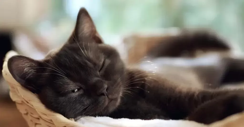 Why Do Cats Sleep So Much? Find Out Now! 