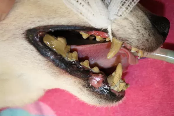 unhealthy dog teeth