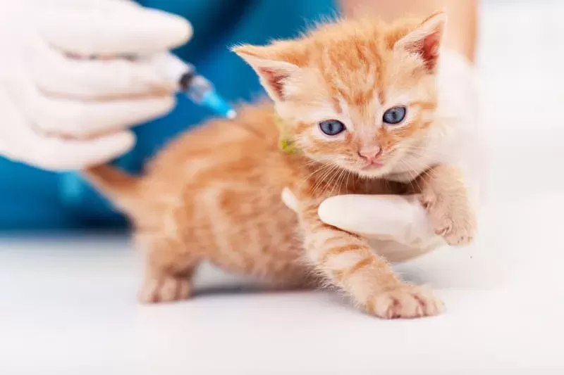 FVRCP Vaccine for Cats