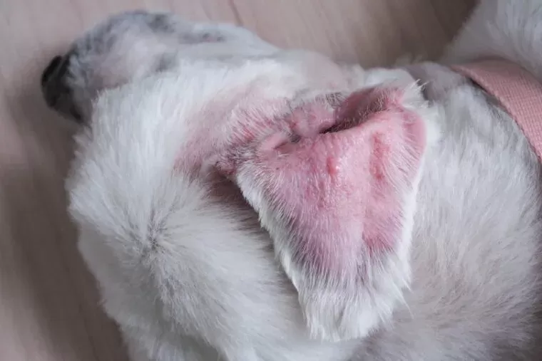 Dog Ear Hematoma 