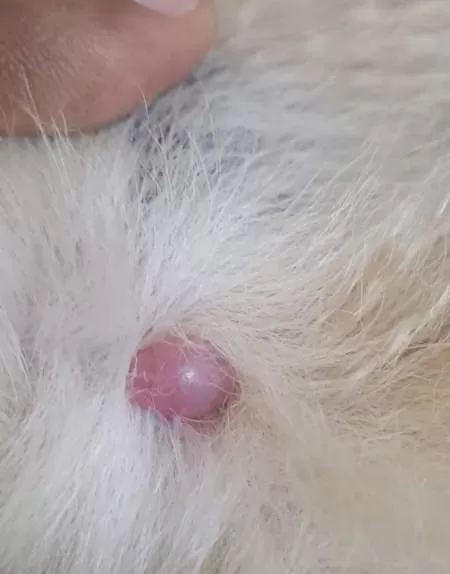 Cat Wart