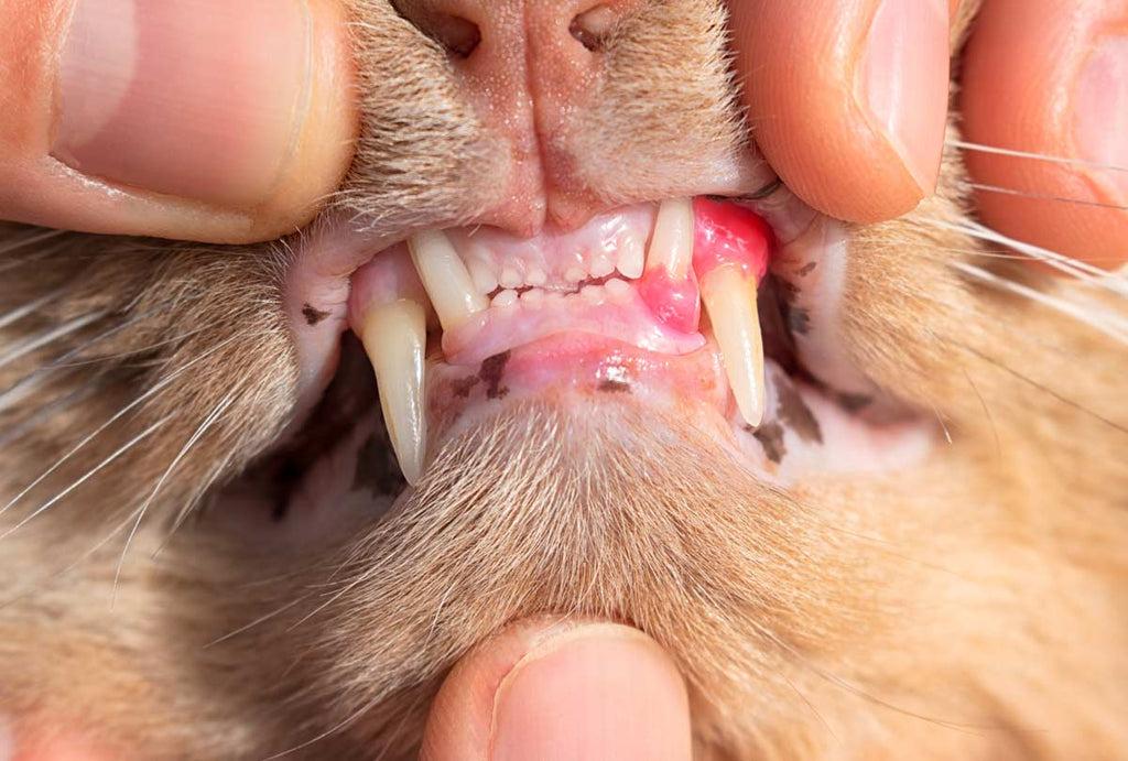 Gingivitis in Cats