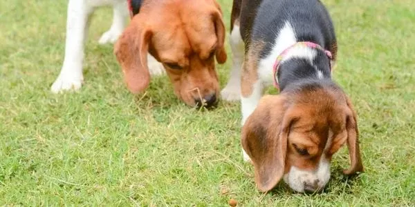 How to Stop Dogs From Eating Poop Home Remedies