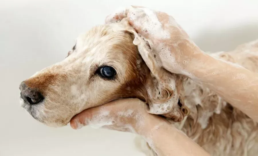 How Do You Wash A Dog with Eczema