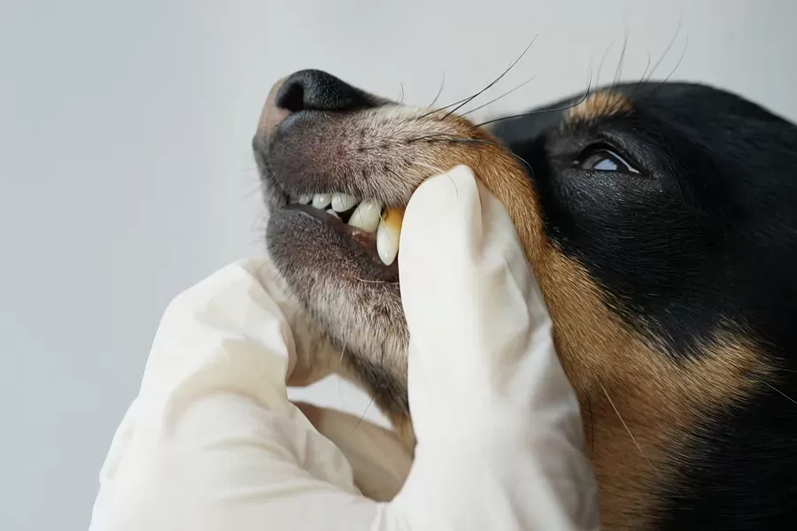 Unhealthy Dog Teeth and Their Impact on Canine Well-Being