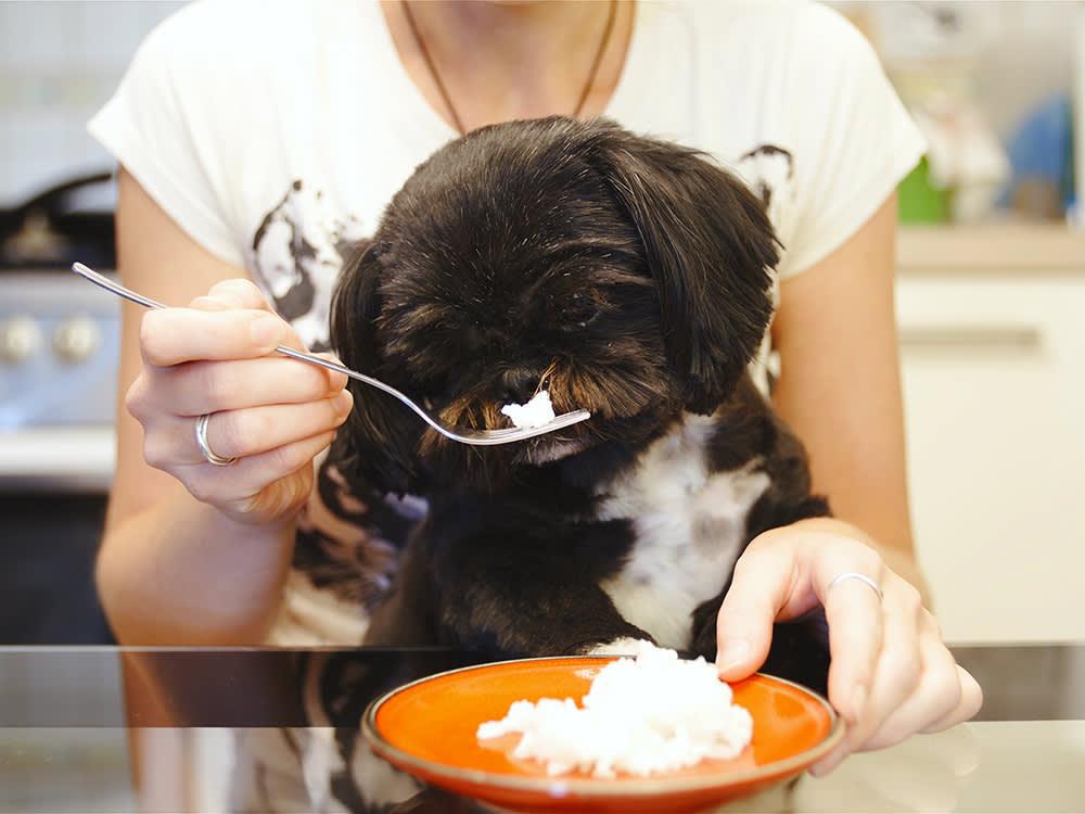 How to Treat Dog Diarrhea