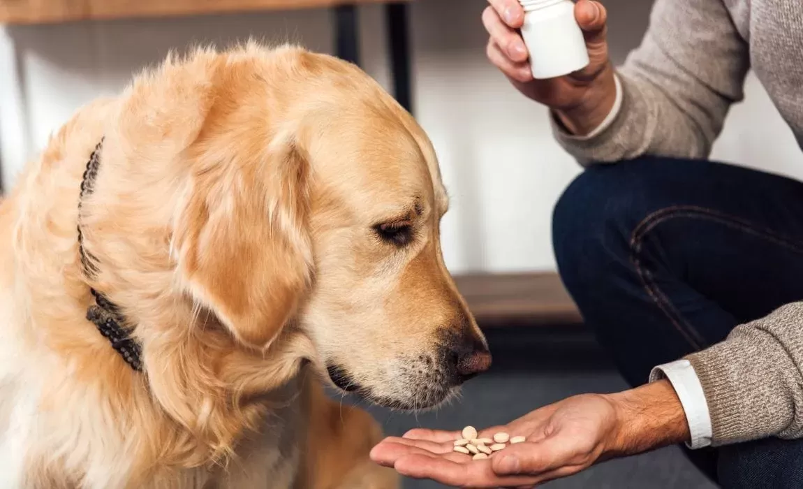 Dog Take Medicine