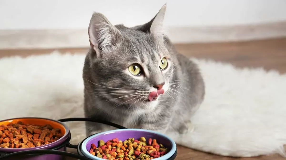 Understanding Urinary Health Cat Food A Comprehensive Guide