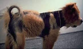 Alopecia X (Black Skin Disease) in Dogs