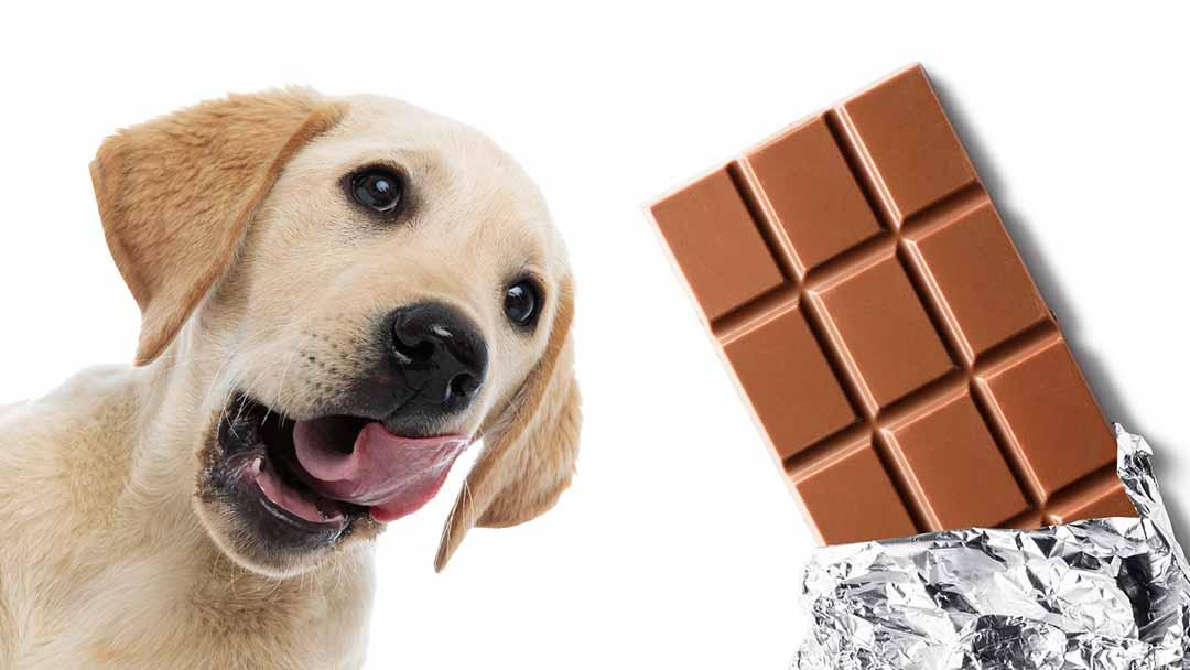 Dog ate dove dark chocolate hotsell