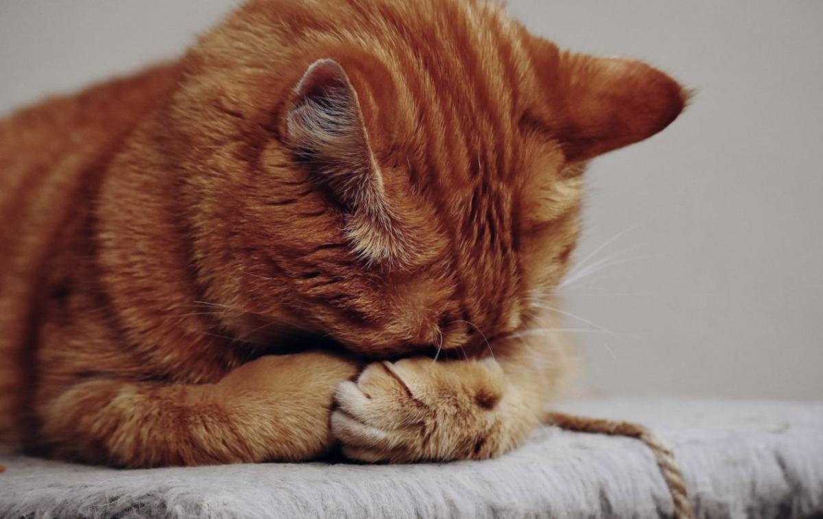 Cat Nasal Polyp Symptoms