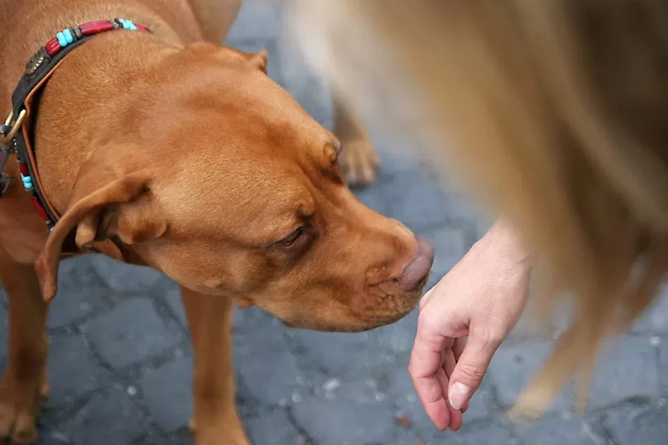 Why Do Dogs Sniff Some People More Than Others?