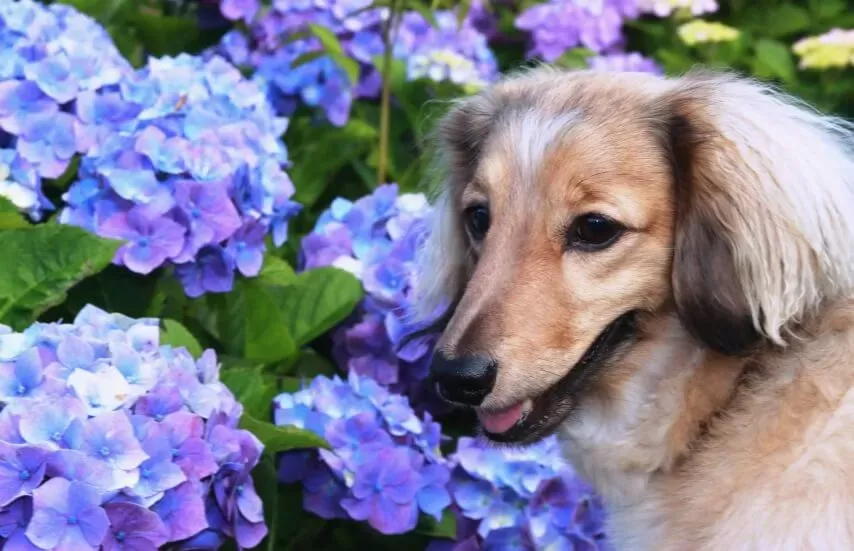 are hydrangeas poisonous to dogs