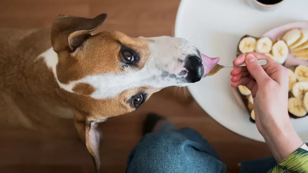 Can Dogs Eat Plantain Chips