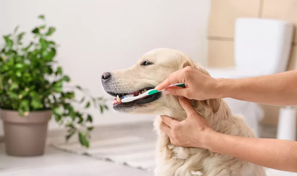 5 Ways to Clean Your Dog's Teeth at Home | Papaya Pet Care