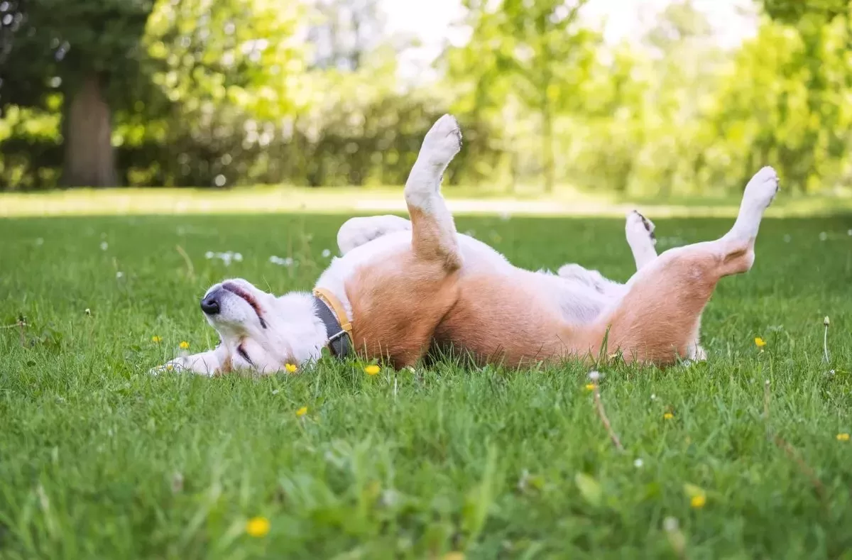 Why Do Dogs Love Rolling in the Grass, Poop & Other Things?