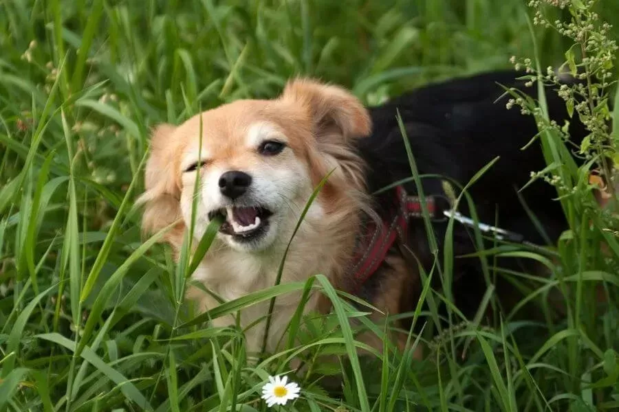 dog suddenly eating grass like crazy