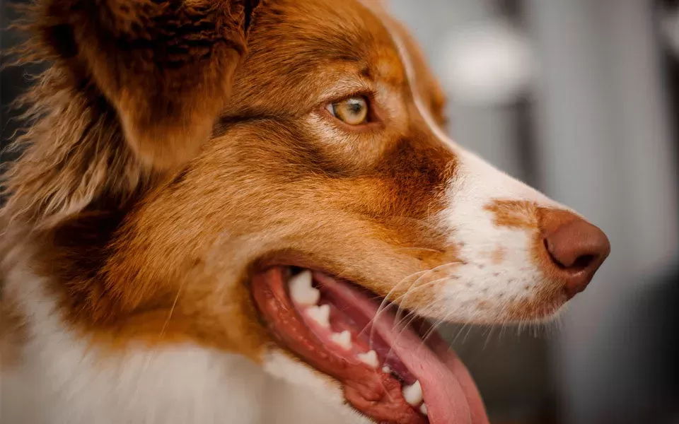 A Dog's Gums