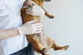 Hunde Magen hart