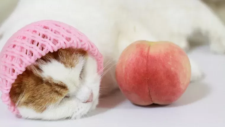 Can Cats Eat Peaches? Are Peaches Safe For Cats? - CatTime