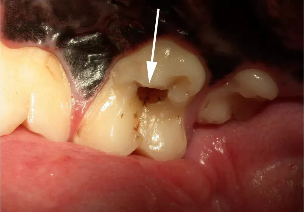 ¿Los perros tienen caries?