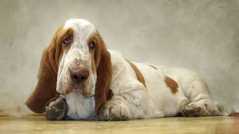 Understanding and Addressing Droopy Eyes in Dogs