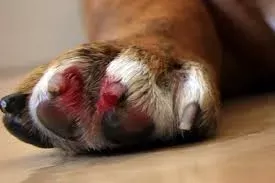 Dog Nail Bleeding