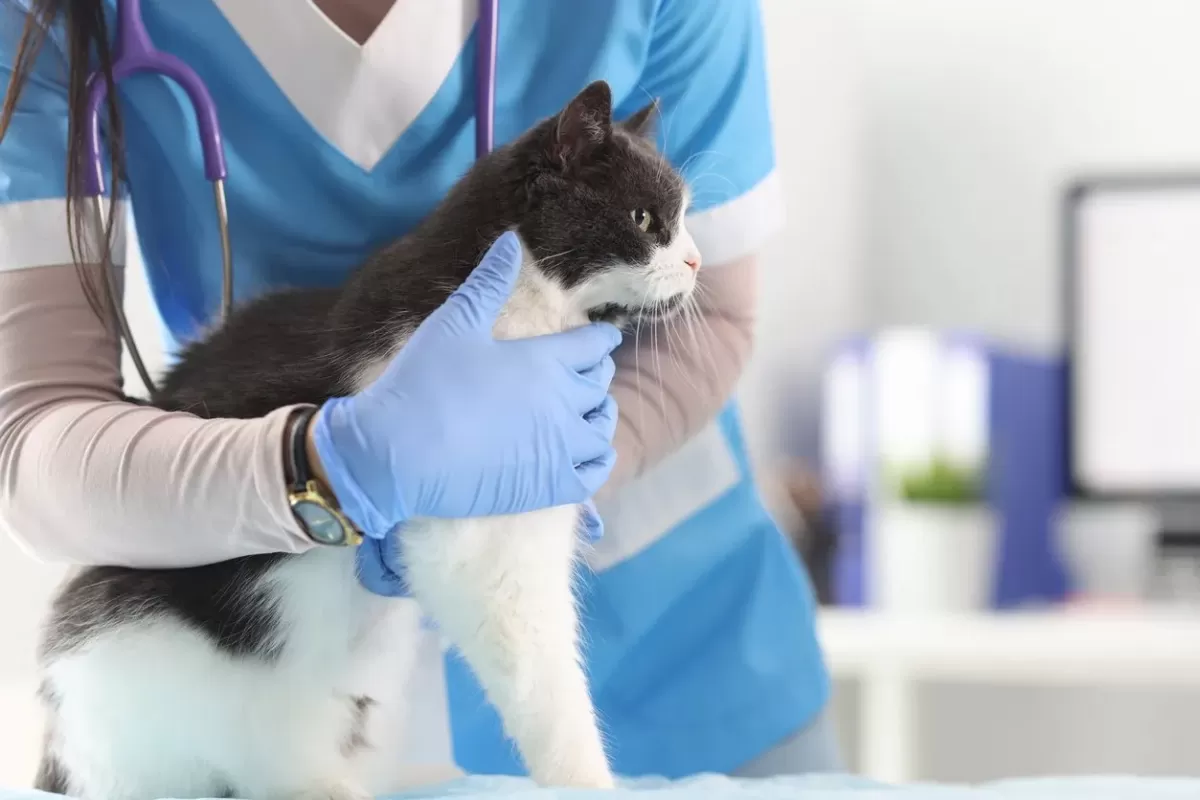 The Importance of Veterinary Care