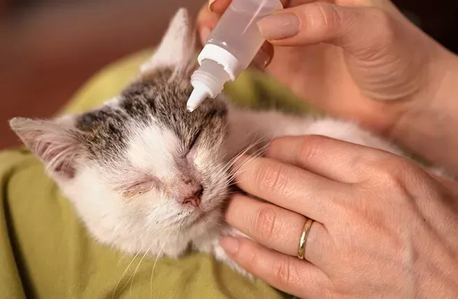 How to Recognize and Treat Cat Conjunctivitis