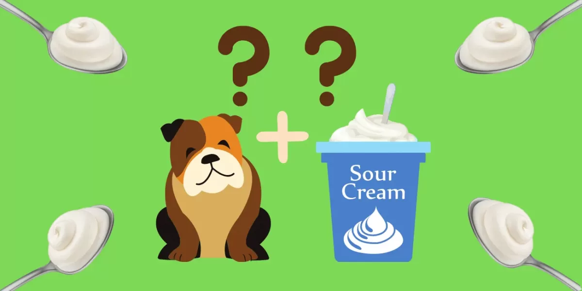 Can Dogs Eat Sour Cream? How Much Sour Cream Can You Give Your Dog?