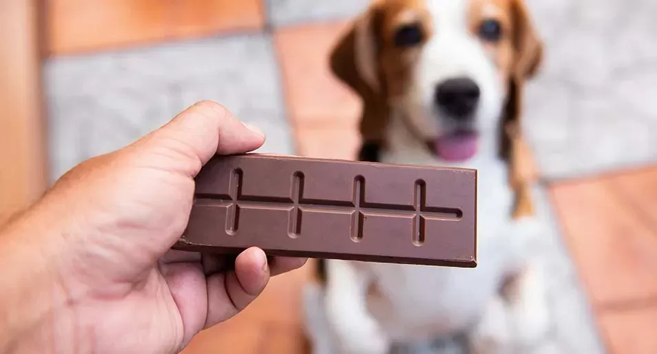 Dog ate chocolate but seems fine best sale