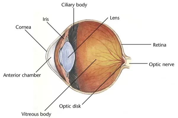 Cataracts in Cats