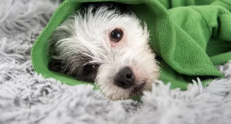 Puppy Runny Nose: Cause and Treatment