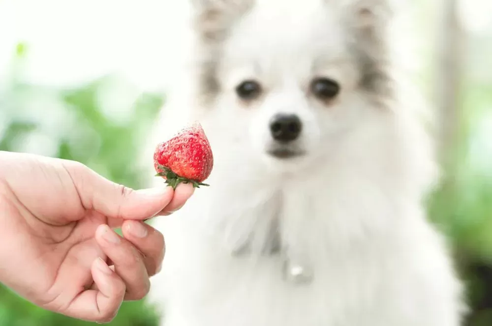 Can Dogs Eat Strawberries
