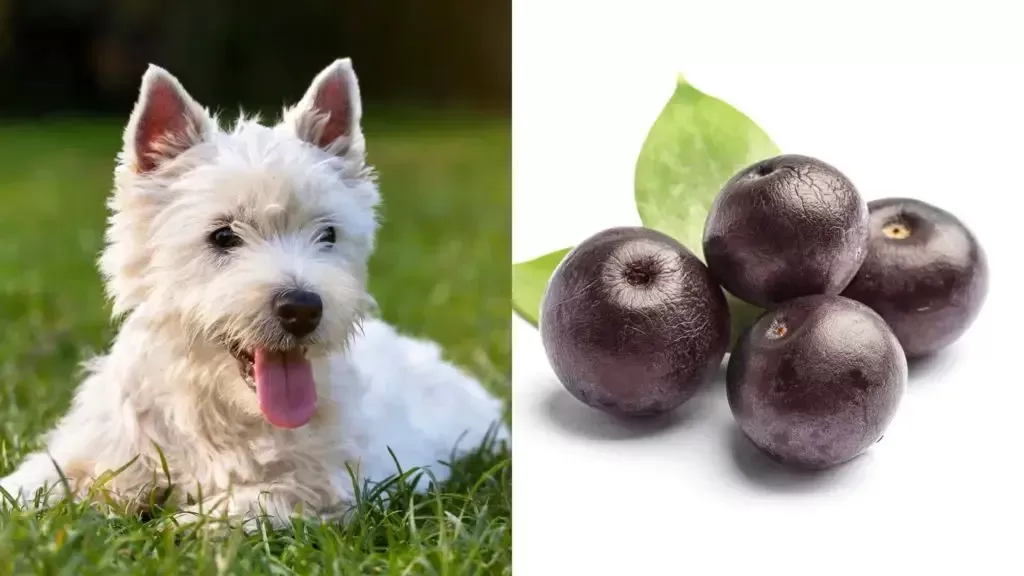 Can Dogs Have Acai? Benefits and Risks