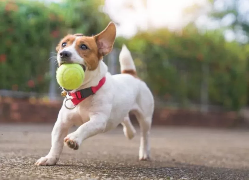 Calculating Your Dog's Healthy Weight