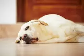 Was man einem Hund gegen Magenverstimmung geben kann