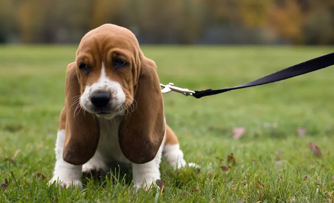 basset hound