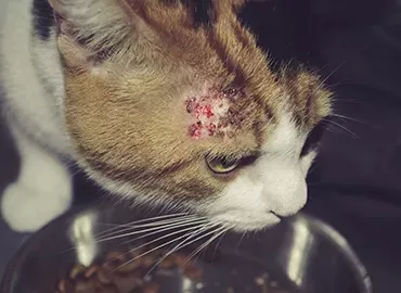 Flea Allergic Dermatitis in cats