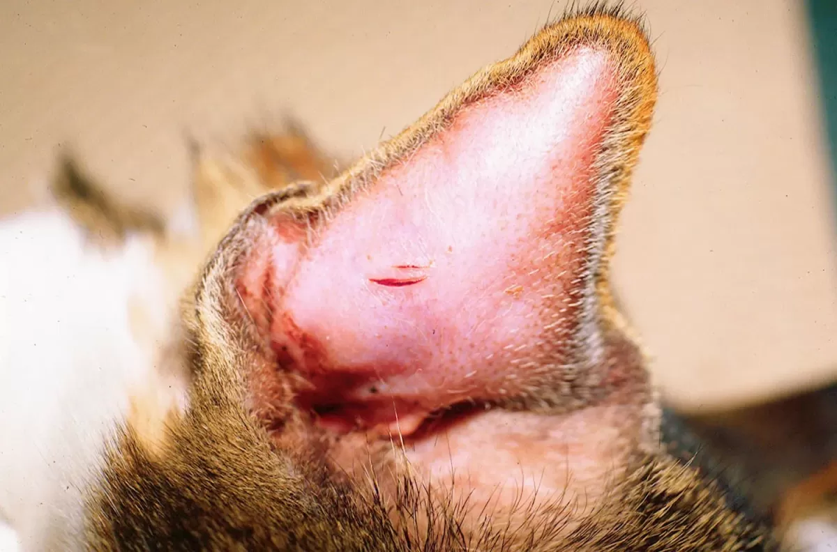 Cat Ear Hematoma