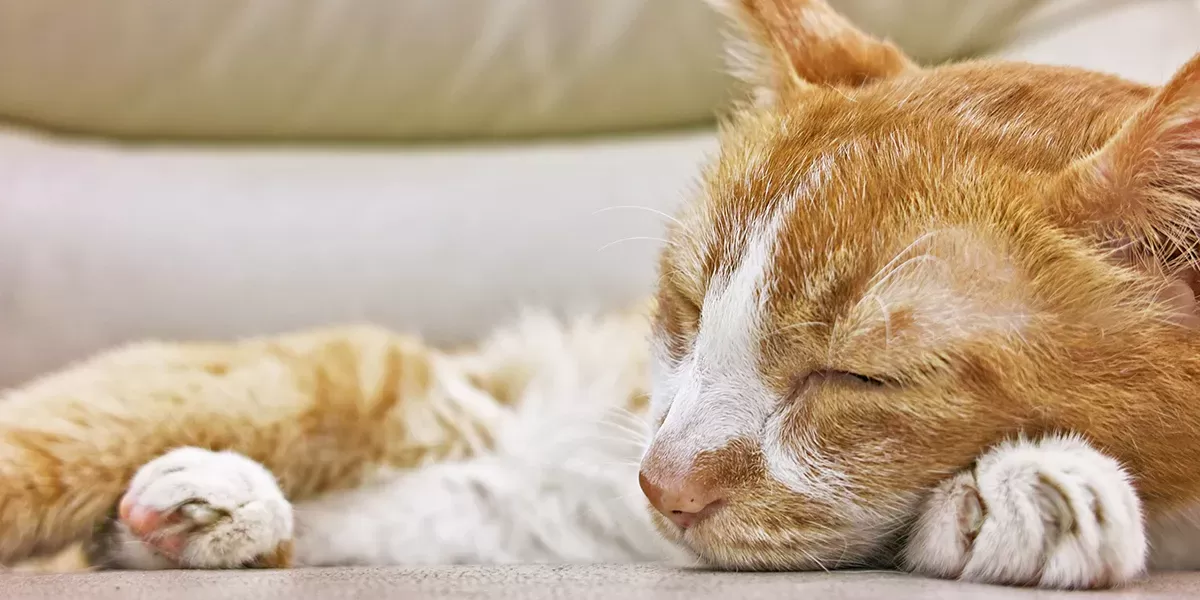 Kidney Disease In Cats: When To Euthanize