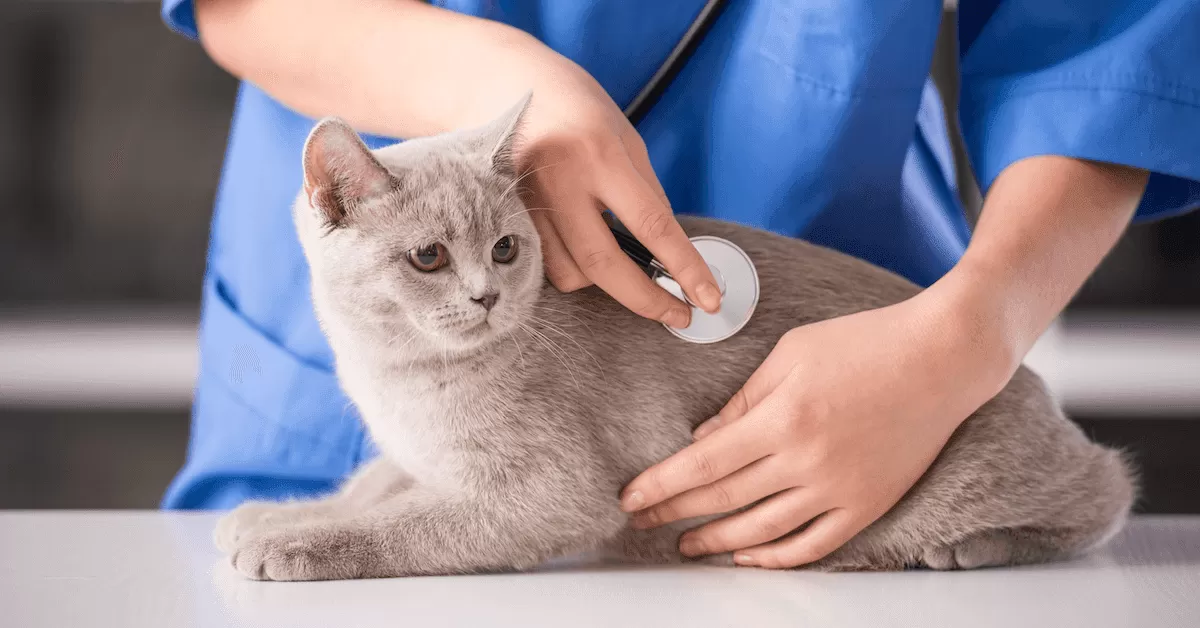 cat checkup